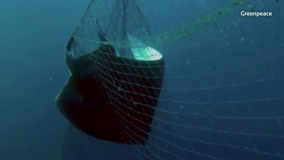 Illegal driftnet use widespread in Indian Ocean, Greenpeace says