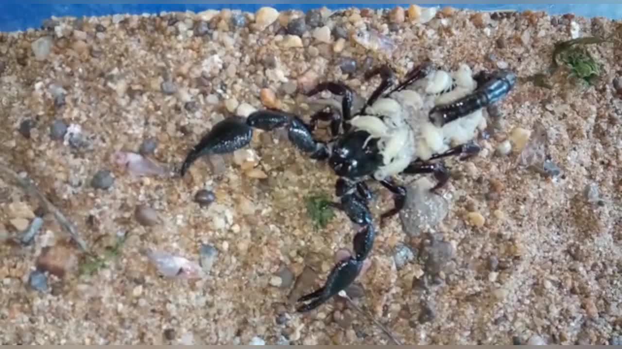 emperor scorpion babies