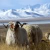 Allevamento pecore nuovo business: da cosmetici a edilizia