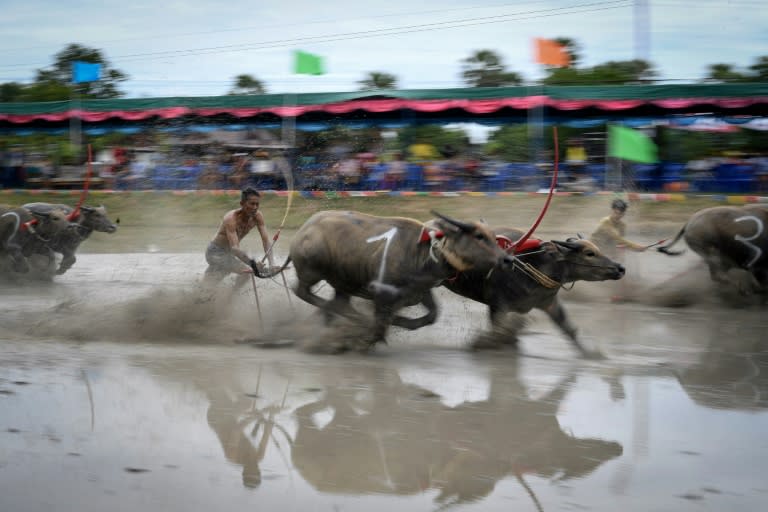 Prized Thai buffaloes show off in muddy