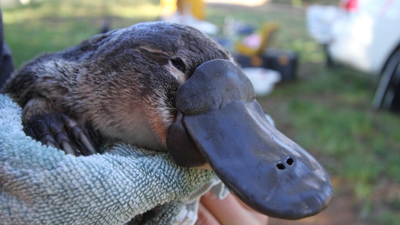 Recovery push for fire-hit native wildlife