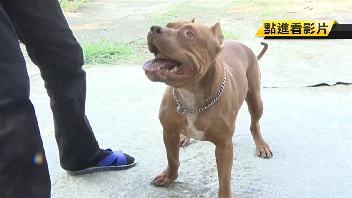 見同類就 咬 飼主別讓愛犬碰比特犬