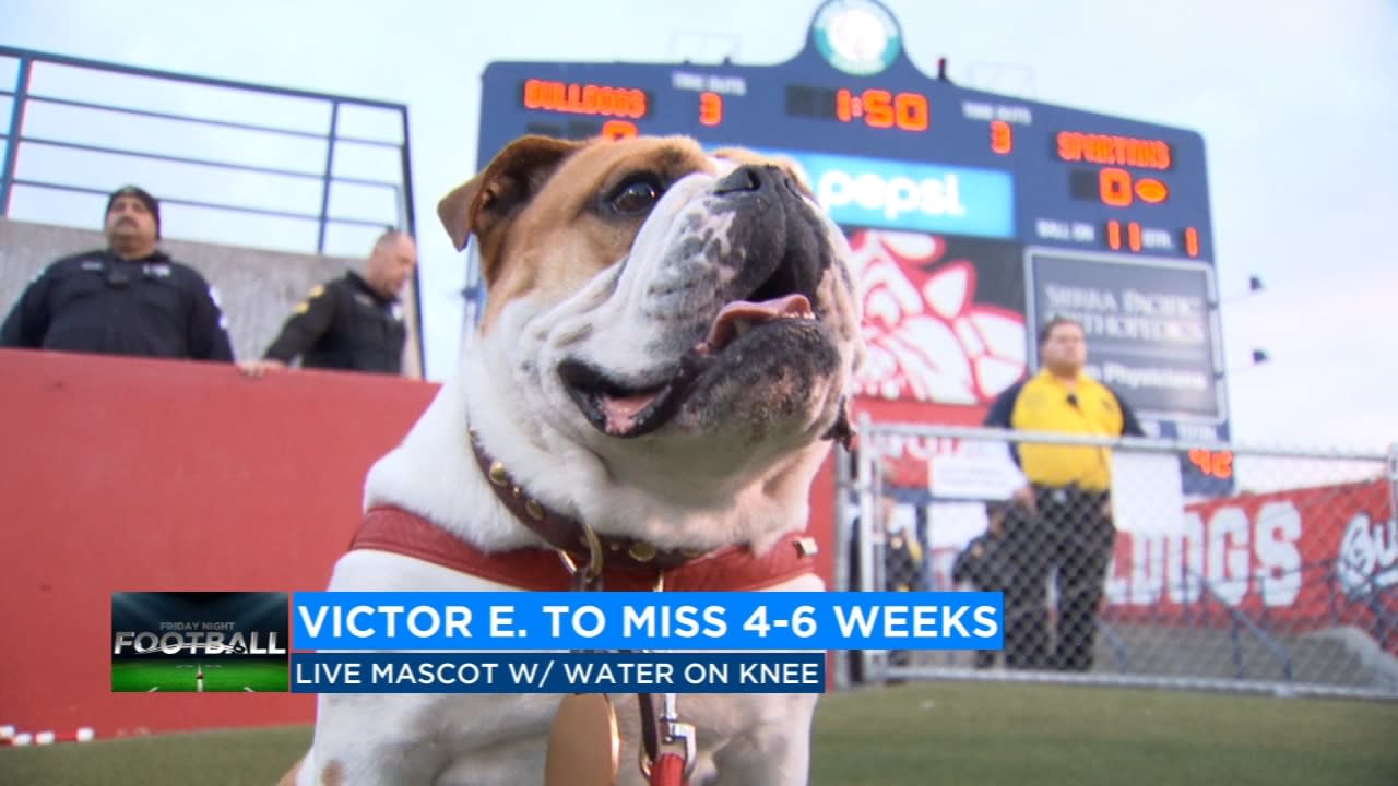 Victor E. Bulldog II, Fresno State's bulldog mascot dies after bee