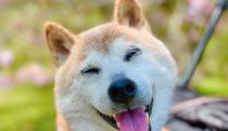 An image of a happy dog.