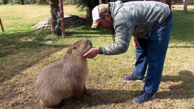 ce capybara mene une vie de pacha en argentine