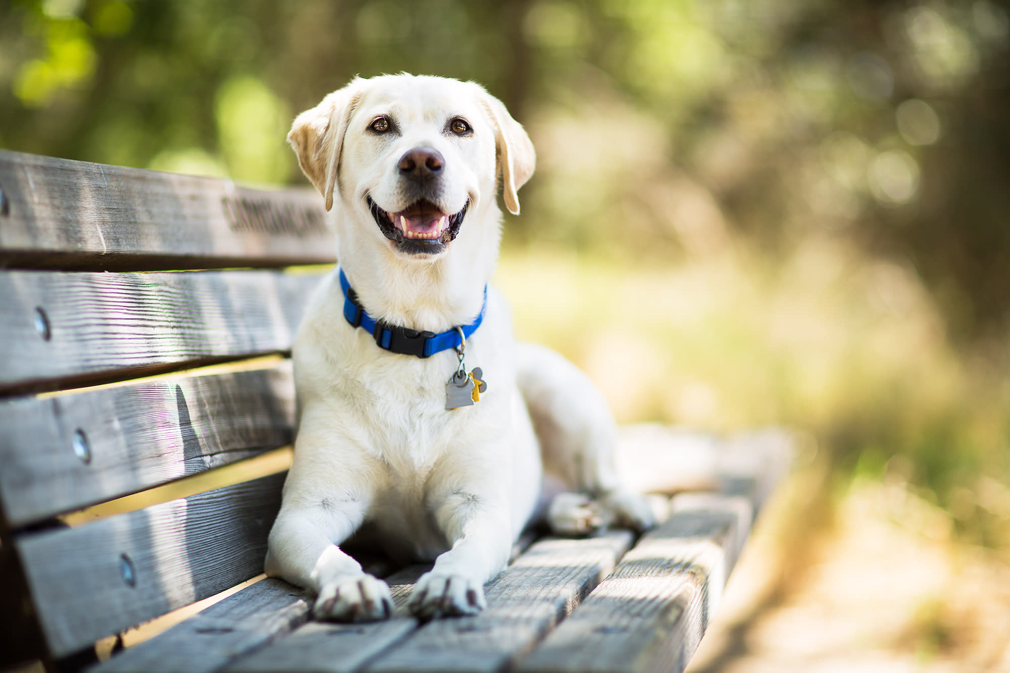 Labrador Retriever Is Still the Most Popular Dog Breed in ...