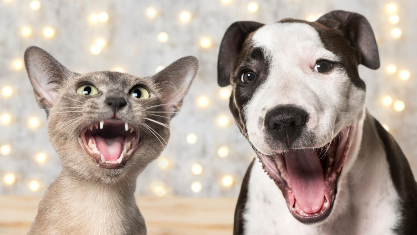 A dog and cat facing the camera with their mouths wide open.