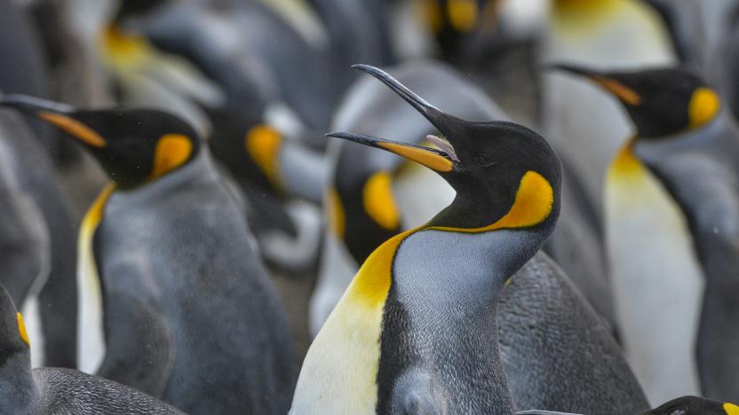 VOLUNTEER POINT, FALKLAND ISLANDS   FEBRUARY 12:
King penguins closely guard their space as a large colony nests on Friday, February 12, 2016, on Volunteer Point, Falkland Islands.  King penguins are the largest of the Falklands penguins, with the bulk of the islands' breeding adults concentrated almost entirely at Volunteer Point.  At an average height of just over three feet tall, King penguins are the second largest species of penguin.  Only the Emperor penguin is bigger.    
(Photo by Jahi Chikwendiu/The Washington Post via Getty Images)