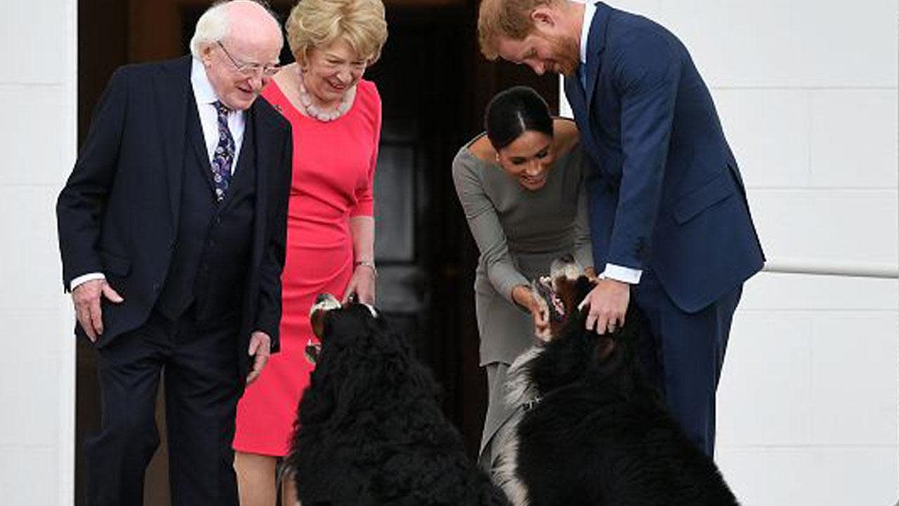 Porn Finnish Lapphund - Meghan Markle and Prince Harry Get New Dog