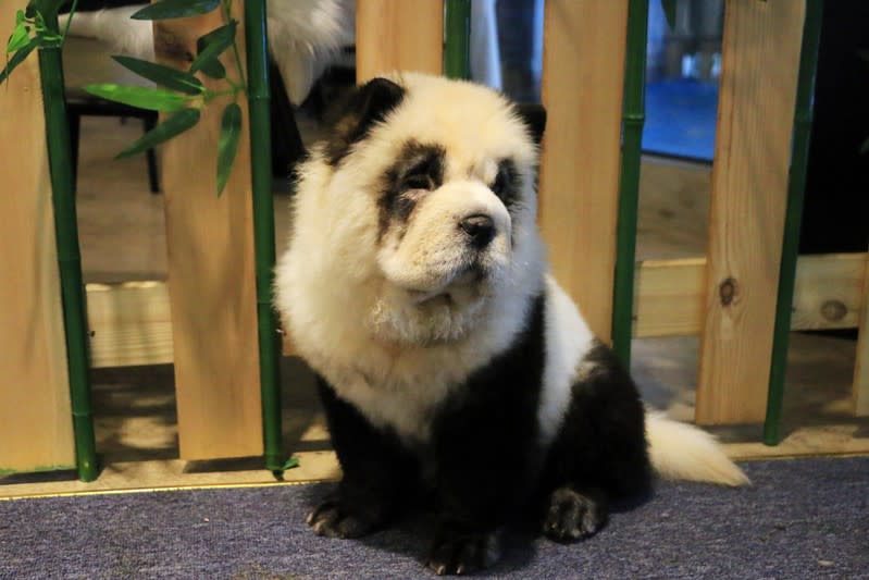 A Chow Chow dog dyed in the likeness of a giant panda is pictured at a pet cafe in Chengdu