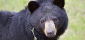 A black bear. (Getty Images)