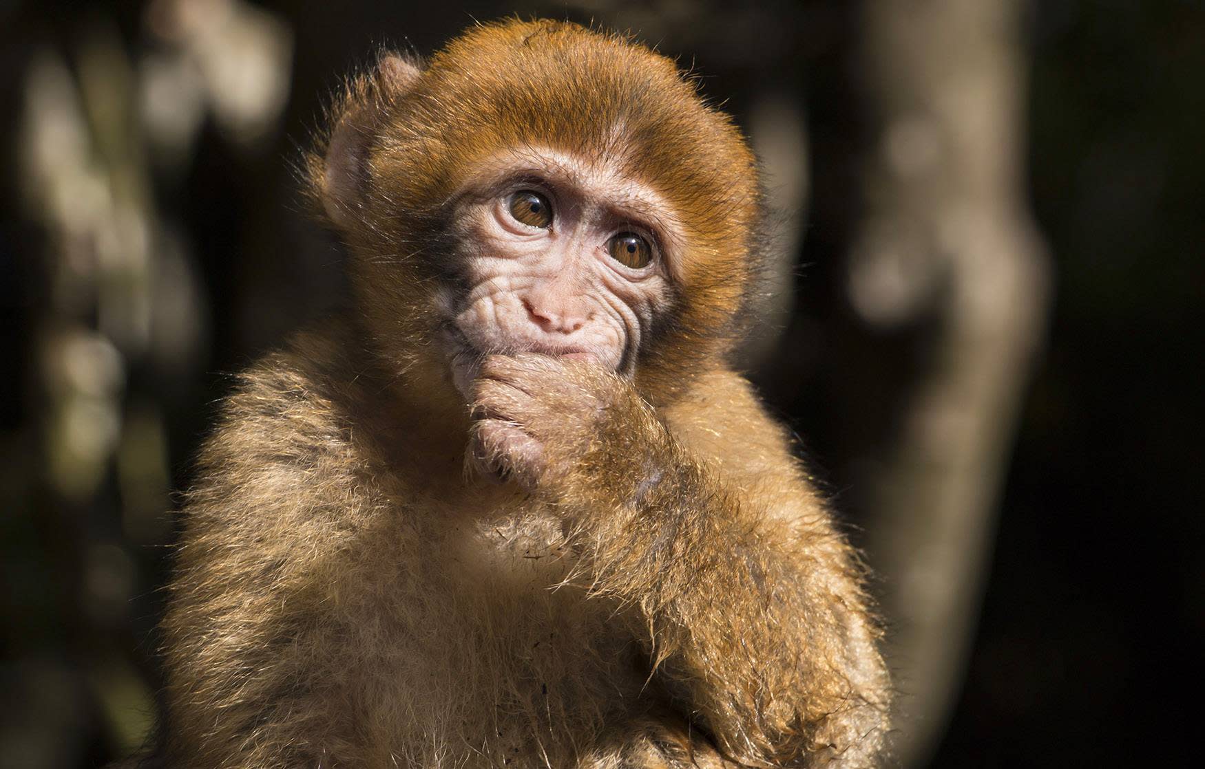 Zwanzig Affen entkommen dem deutschen Zoo und versuchen, zur Natur zurückzukehren