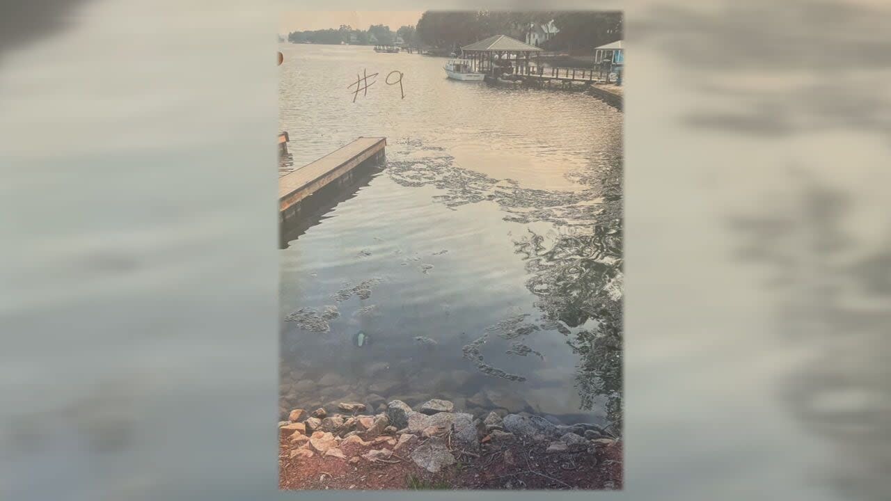 What to know about blue-green algae blooms in Lake Wylie near