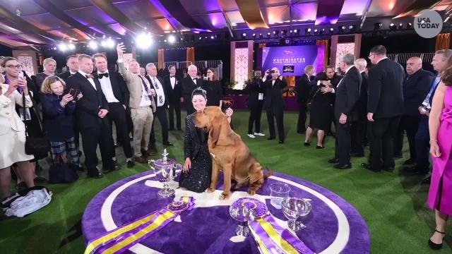 Trumpet the bloodhound wins best in show at 146th Westminster Kennel Club Dog Show