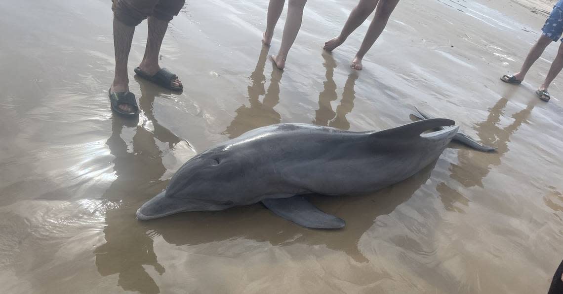 People harass and ride on sick dolphin before it dies on Texas beach, officials ..