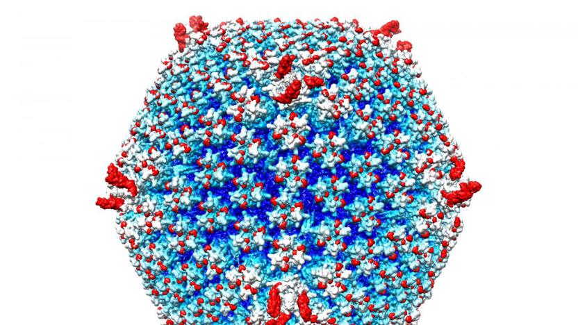 Engineered 'stealth' adenovirus for fighting metastatic cancer