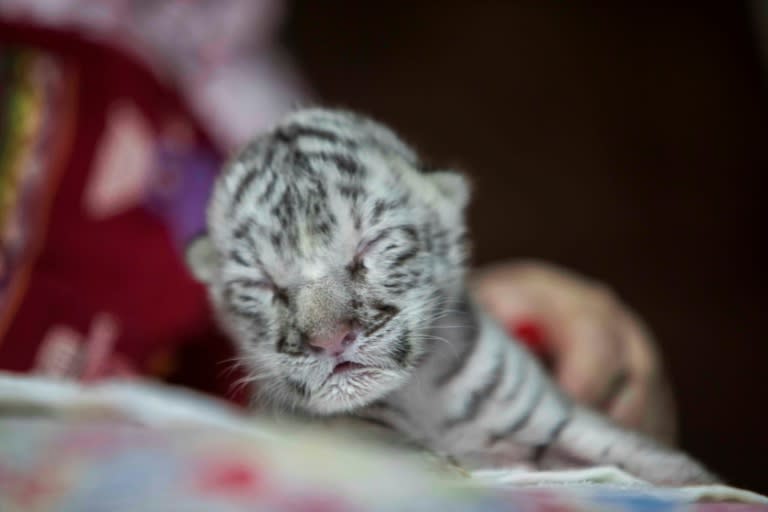 white tiger cubs with blue eyes in snow