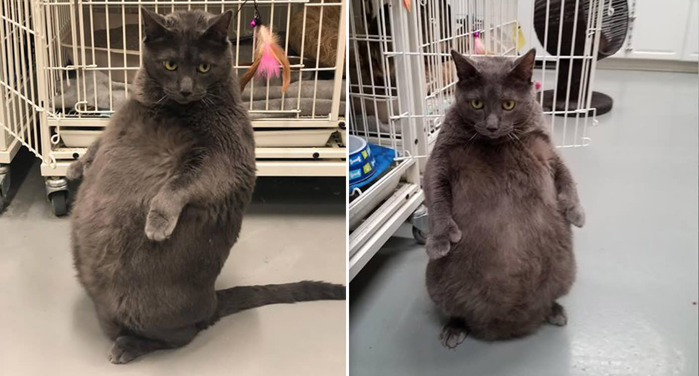 Viral cat  Chicago  fat  rescue cat  Bruno stands on hind legs