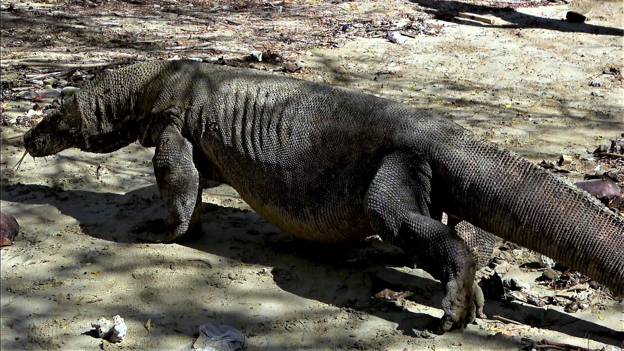 komodo dragon eating snake