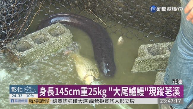 大尾鱸鰻 身長145cm 漁民捕獲超驚喜