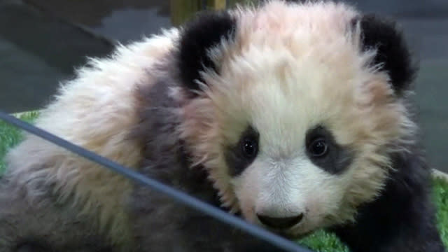 Le Bebe Panda De Beauval Baptise Yuan Meng