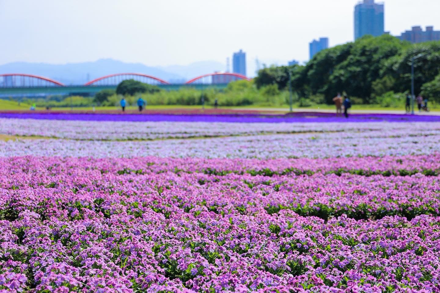 有片 花季尾聲衝一波 古亭河濱公園絕美紫色漸層花海只到三月下旬