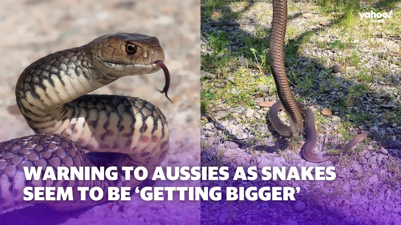 Warning to Aussies as snakes appear to be ‘getting a lot bigger’