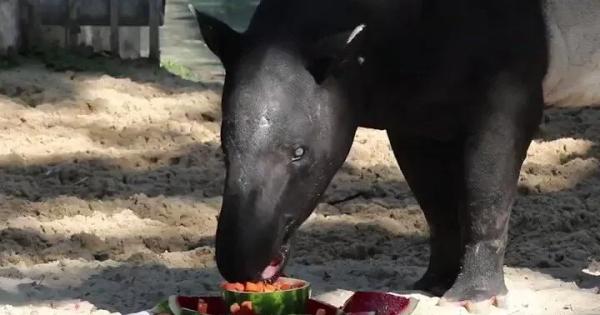 Kruze The Malayan Tapir Celebrates 30th Birthday Yahoo Tv