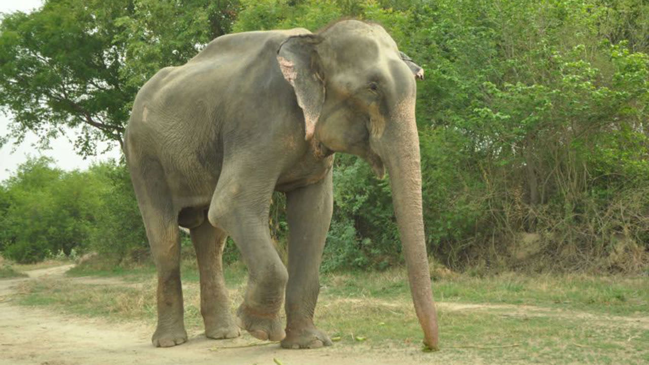 В поисках слона 2009. Can an elephant jump