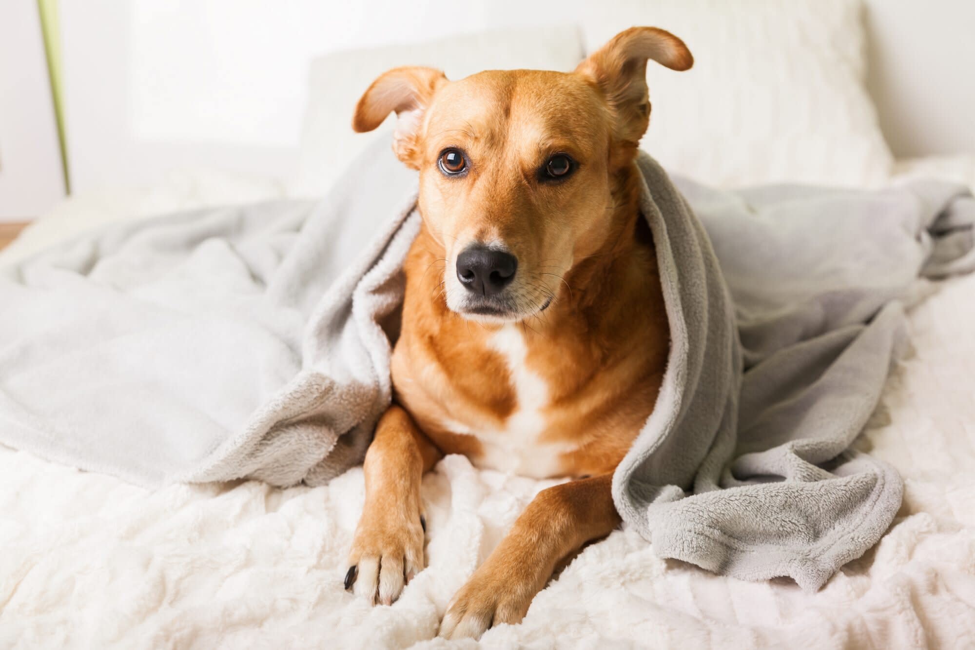 What You Need to Know About Caring for Your Pets During