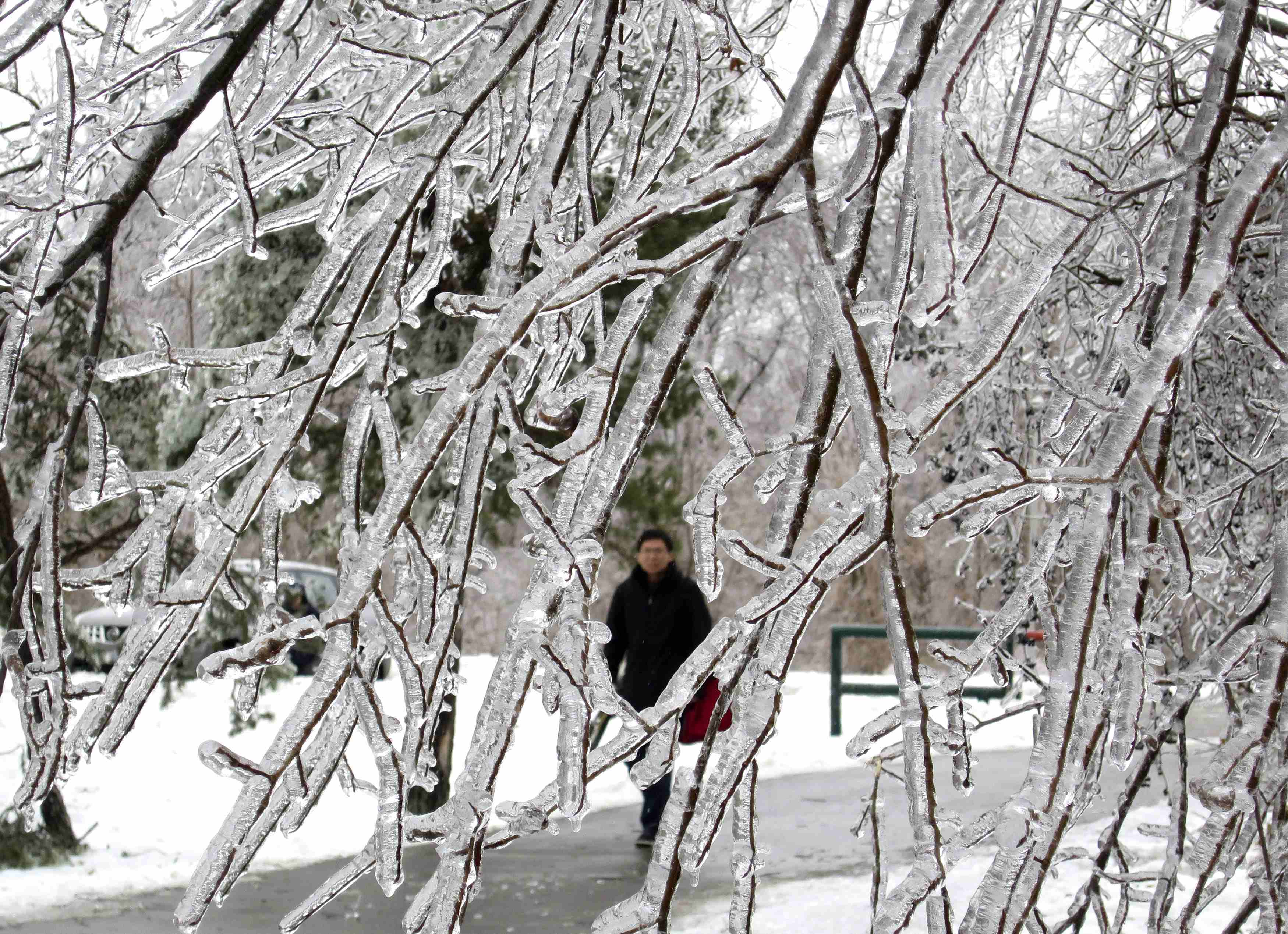 Battling frozen tree branches after ice storm