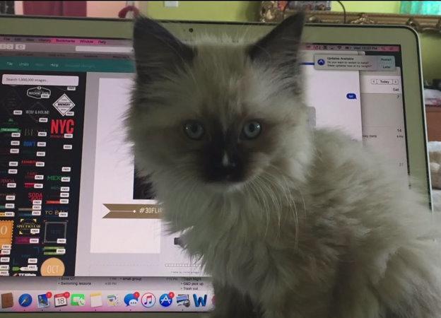 ragdoll craigslist