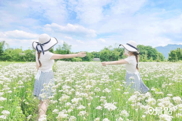 夢幻九月雪韭菜花海追起來 雙花田花海控必衝