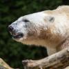 Russia, 15 orsi bianchi in seggio stazione artica