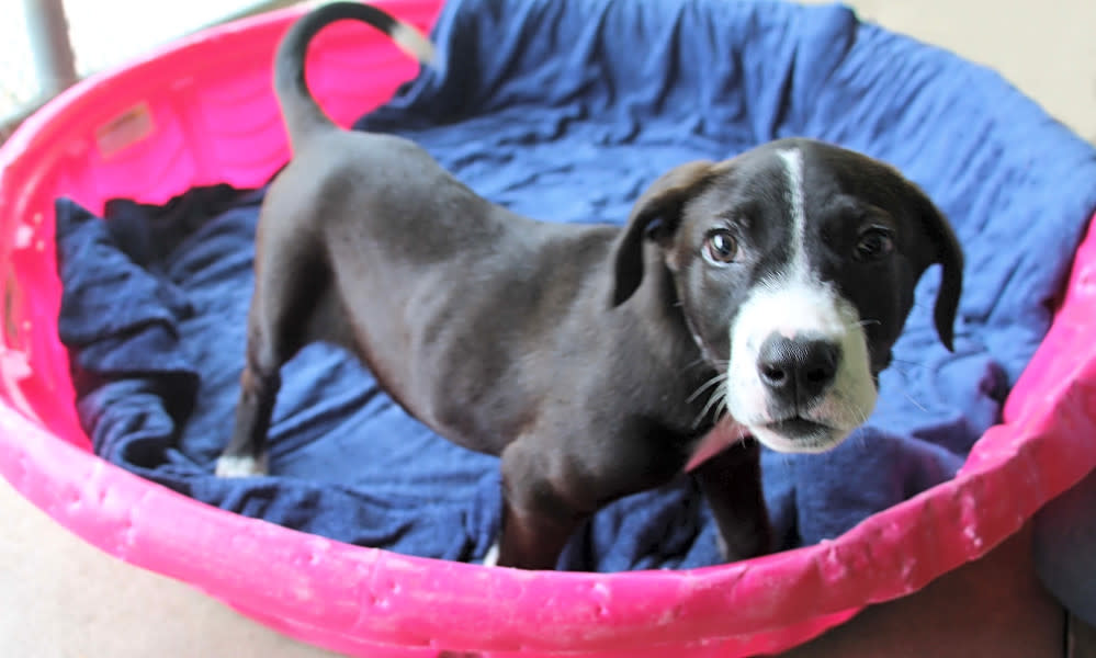 These Kansas City-based puppies are up for adoption and in ...