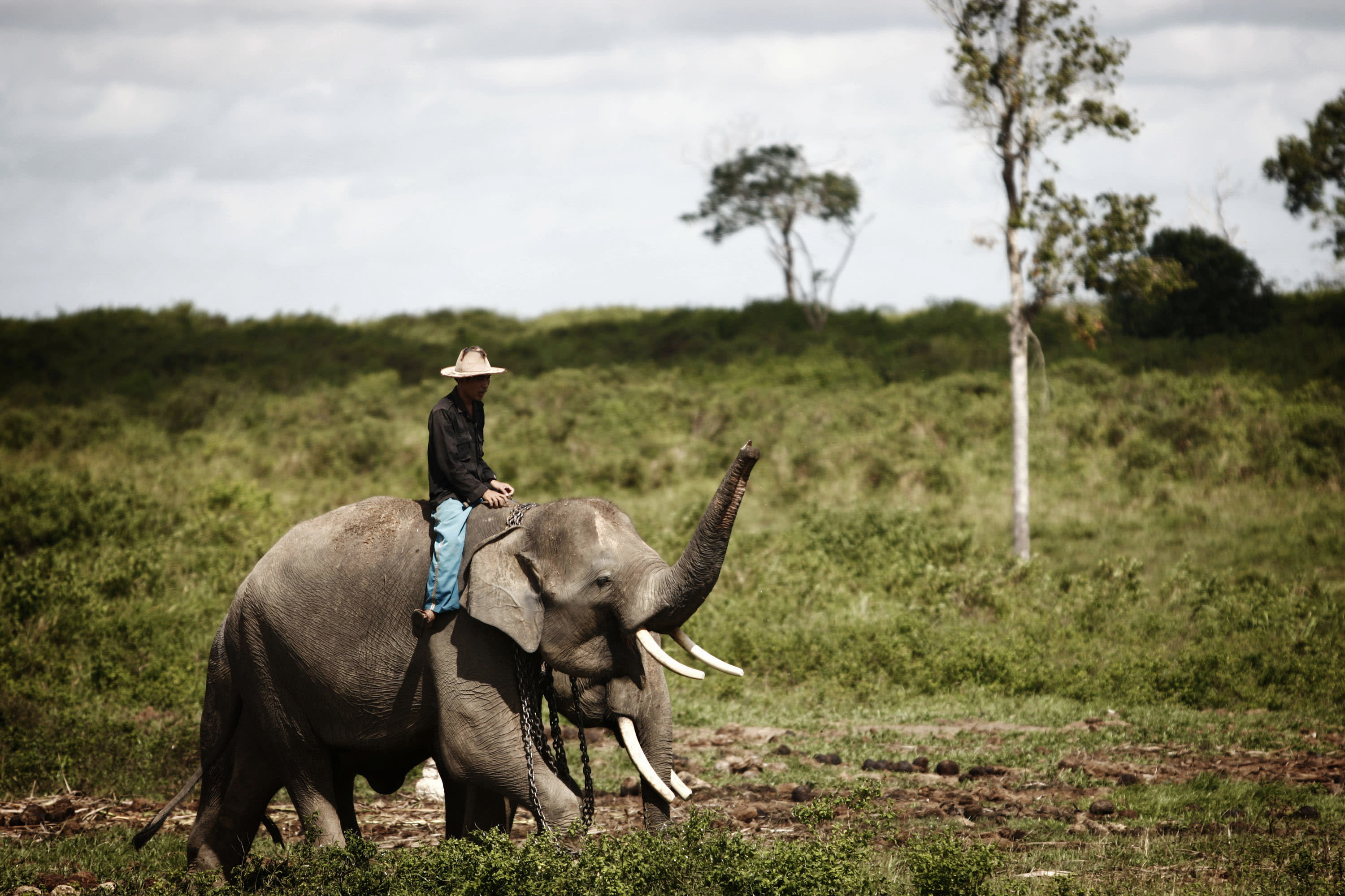 Sumatran elephants face extinction