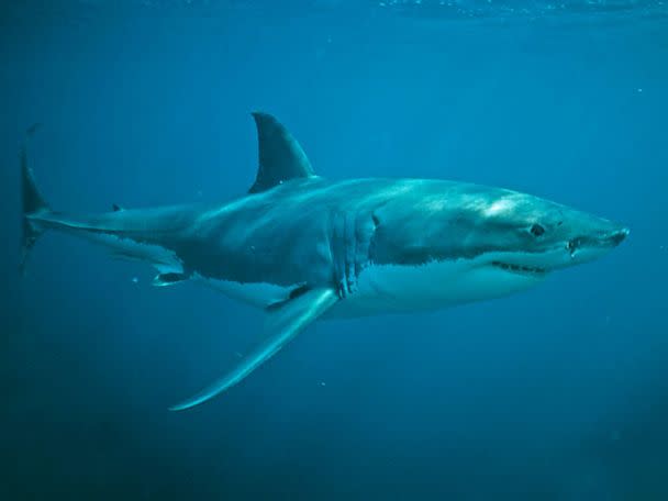 Baby white sharks can't tell difference between humans and seals: Study - Yahoo! Voices