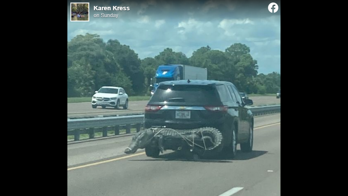 Gator hunting season leads to startling sight traveling on I-95, Florida photo s..