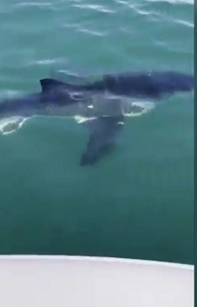 'Very wild to see': Fishermen nearly smack into great white shark off Jersey Sho..