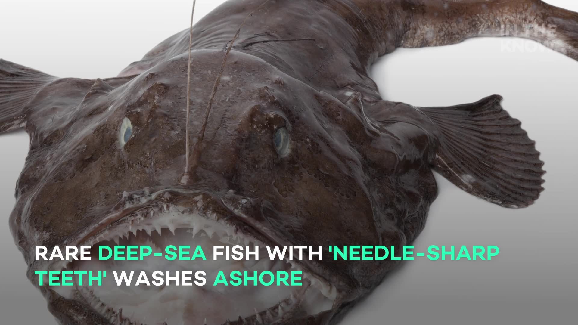 Rare deep-sea fish with 'needle-sharp teeth' washes ashore