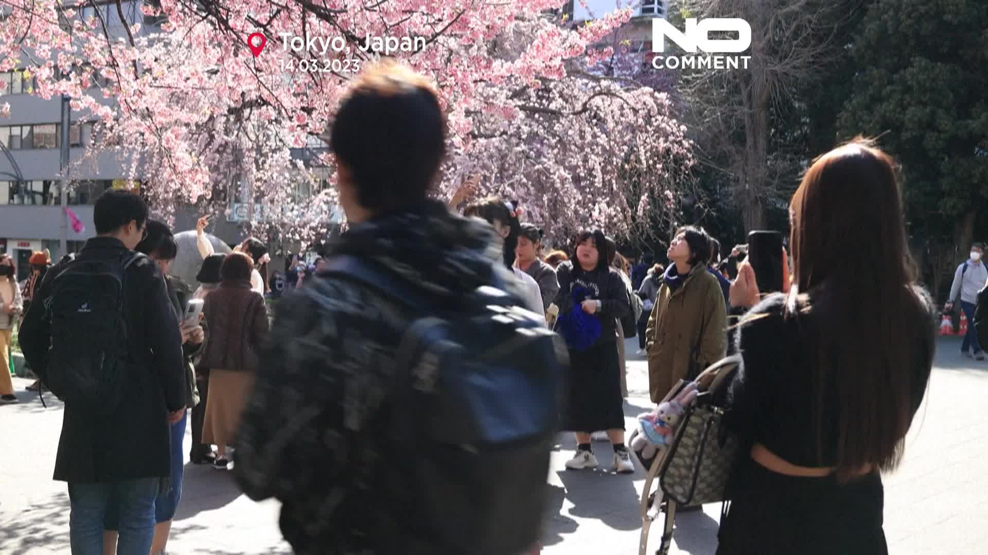 La floración de los cerezos en Tokio vuelve a alcanzar un récord de  antelación