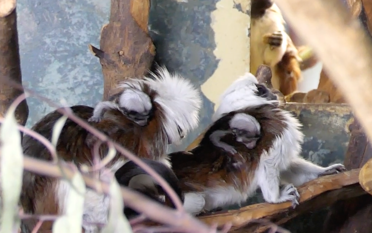 Oakland Zoo  Cotton-Top Tamarin