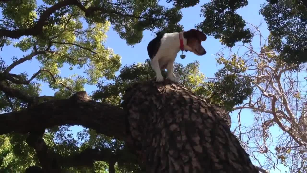 Beagle activates cat mode, climbs tree with ease