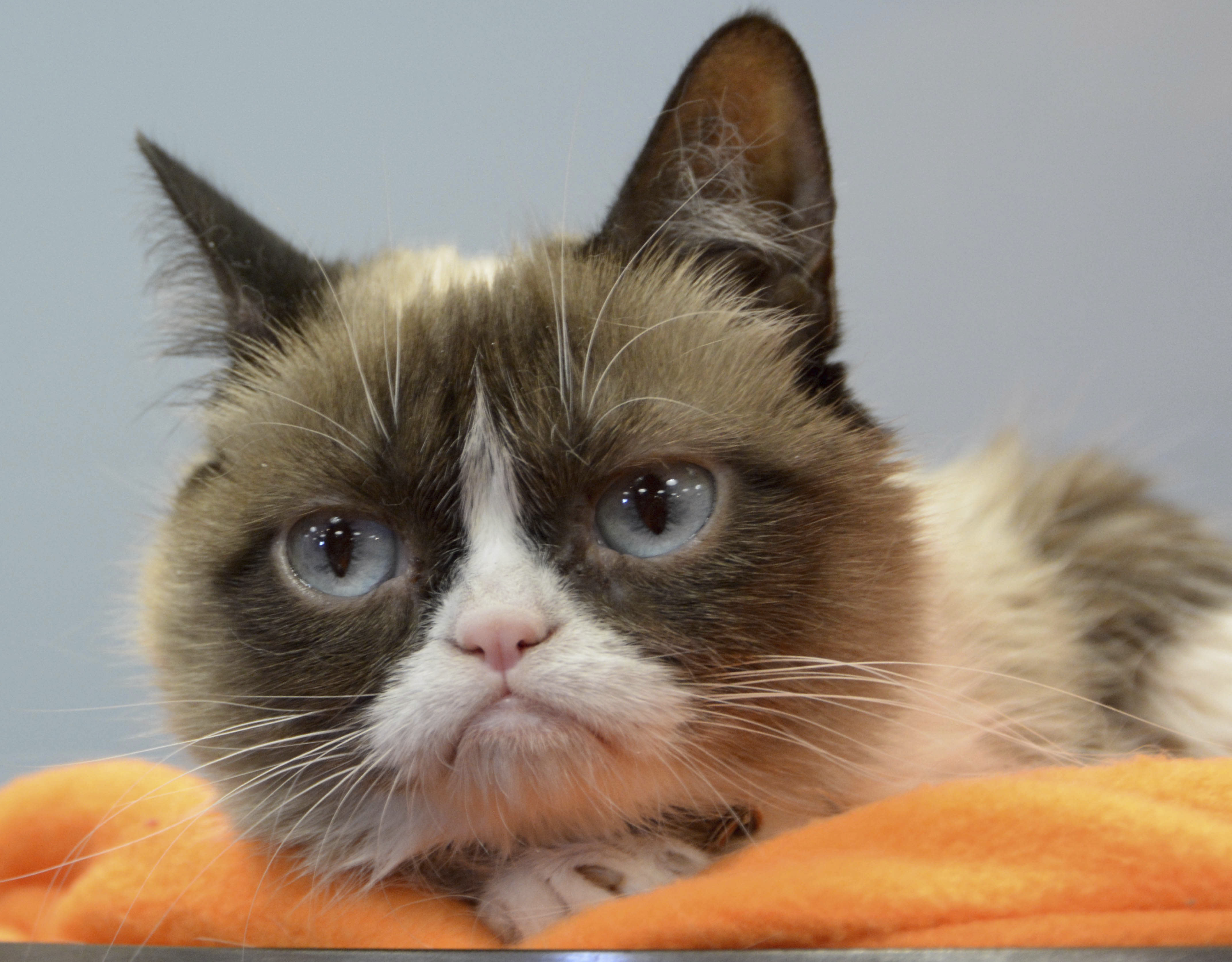 Legendary Grumpy Cat dies at the age of 7; Internet pays homage to