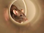 Oh, Rats! Chicago Tops Orkin's Rattiest Cities List for Ninth Consecutive Year