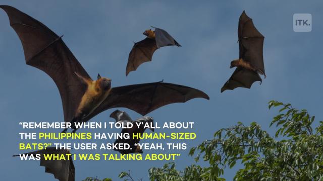 Photo Of Human Sized Bat In The Philippines Baffles Social Media Users