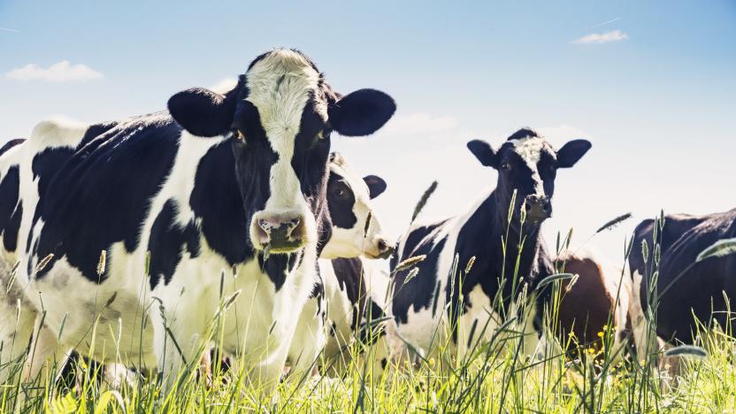 Portrait of dairy cow, Holstein breed Friesian.