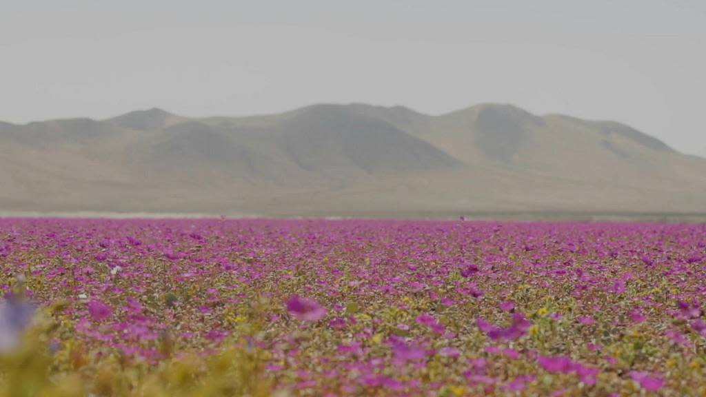 El parque nacional más nuevo de Chile es un fenómeno natural próspero