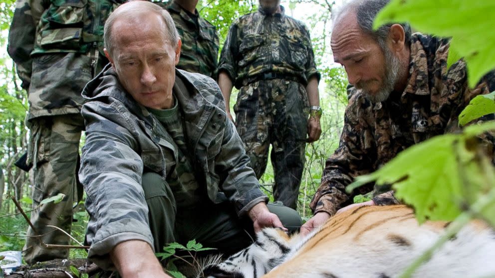 Vladimir 'Putin's Tiger' Devours a Bear in Russia