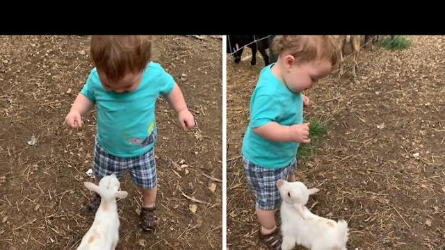 Baby goat adorably wants to befriend little boy